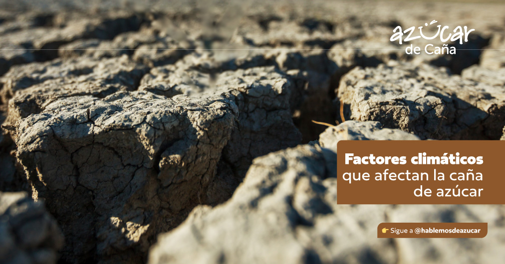 Hablemos de azucar - Factores climáticos que afectan el culti...