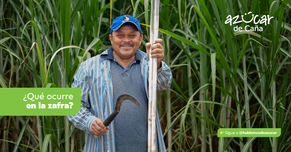 Hablemos de azucar - ¿Sabes qué ocurre durante la temporada d...