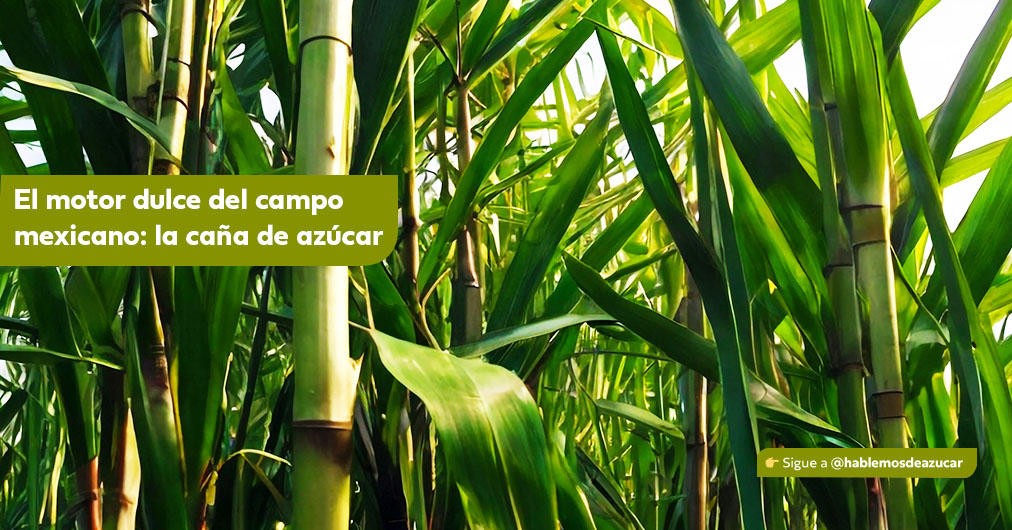 Hablemos de azúcar - $p_title